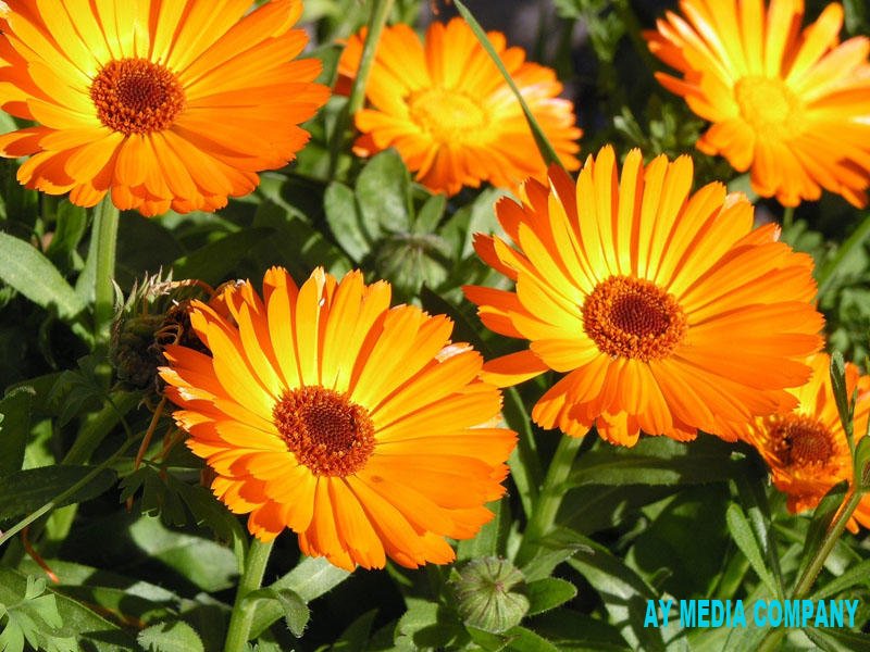 Gülümbaharın (lat. Calendula) faydaları