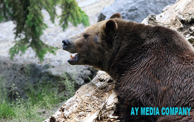 Rusiyada dəhşət - Ayı 2 kişini və 30 iti parçaladı